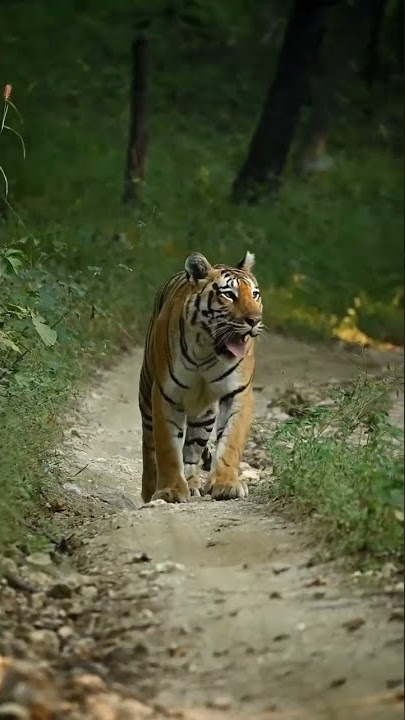 tiger sounds 🧐
