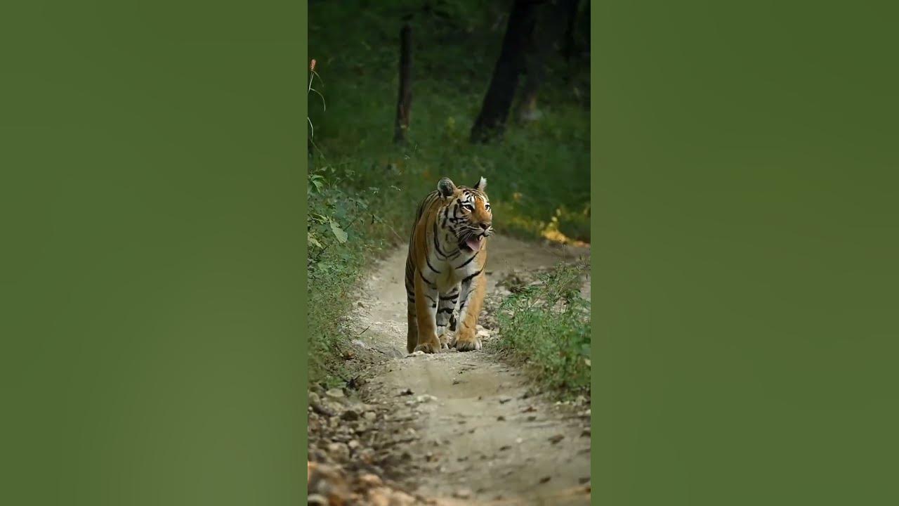 tiger sounds 🧐