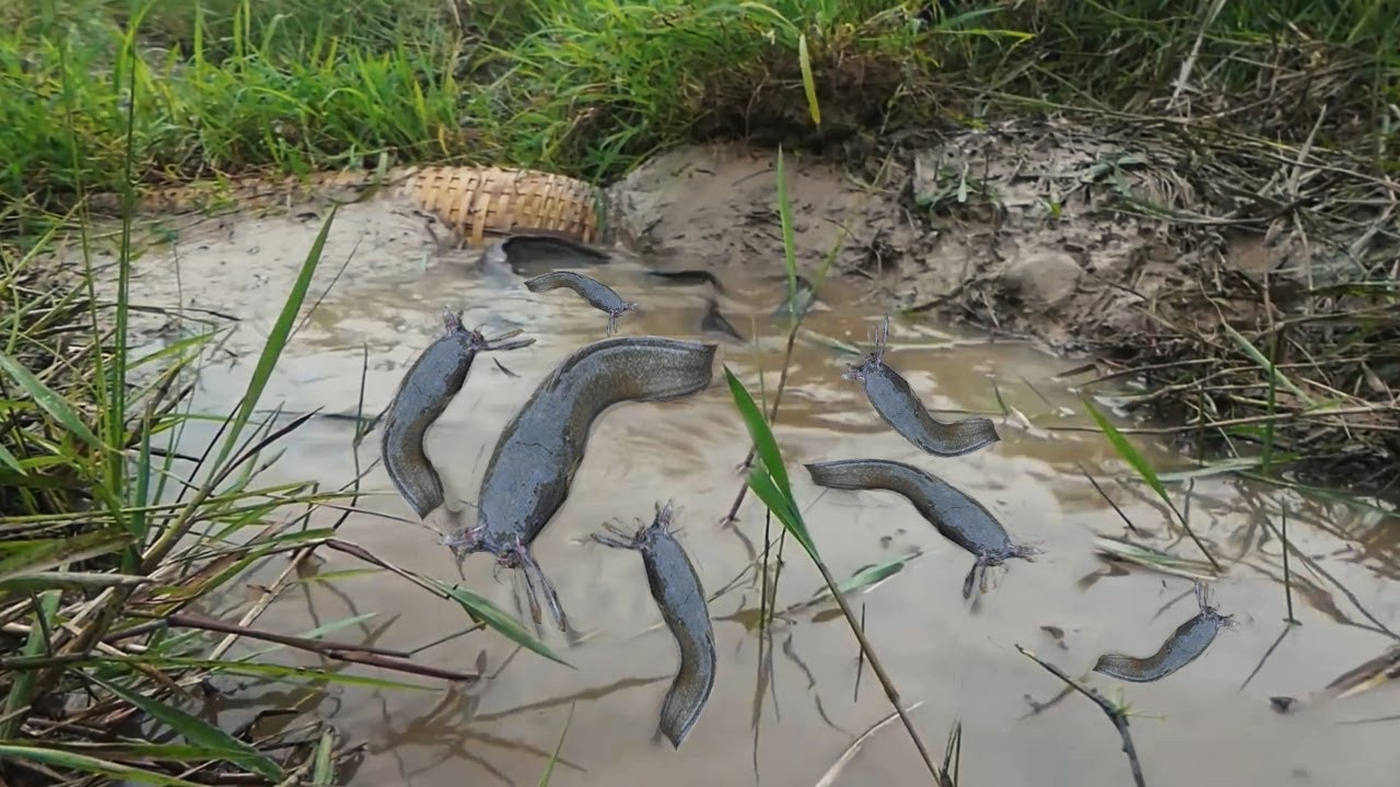 Make Traditional Fish Trap Catch A lot Of Catfish | Experiment: Build Fish Trap | Amazing Fishing