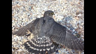 Falconry: Trapping Merlins