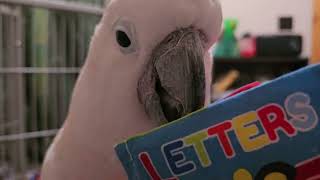 Cockatoo Fan Dancing & More Reading 📚 by Mr. Max T.V. 3,441 views 8 days ago 5 minutes, 48 seconds