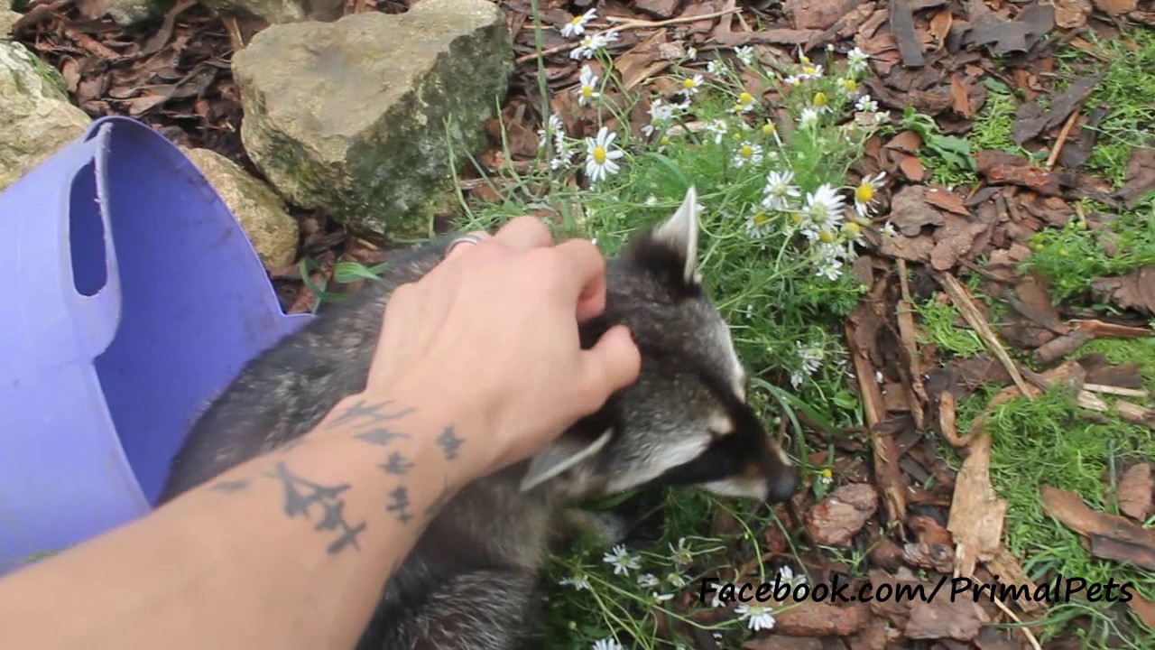 Stroking a Raccoon (Procyon lotor)