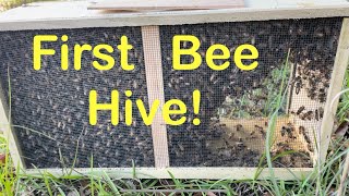 I installed my first package of bees!