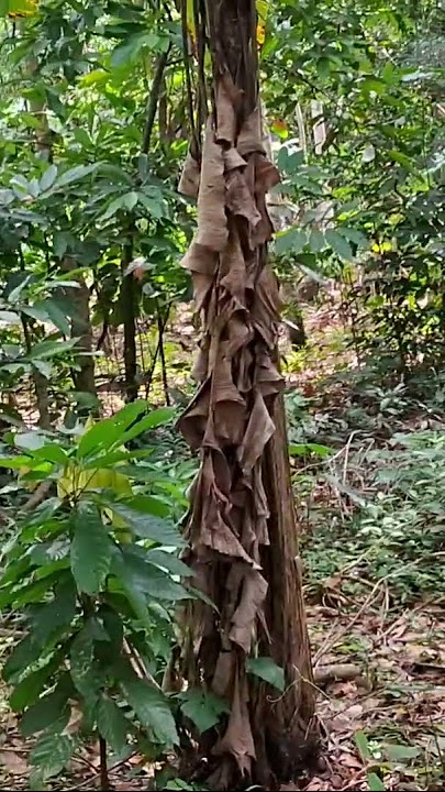 día de aventura pronto en el canal, estamos buscando algo , vallan a mirar los videos