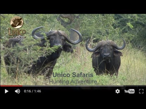 unico safaris photos
