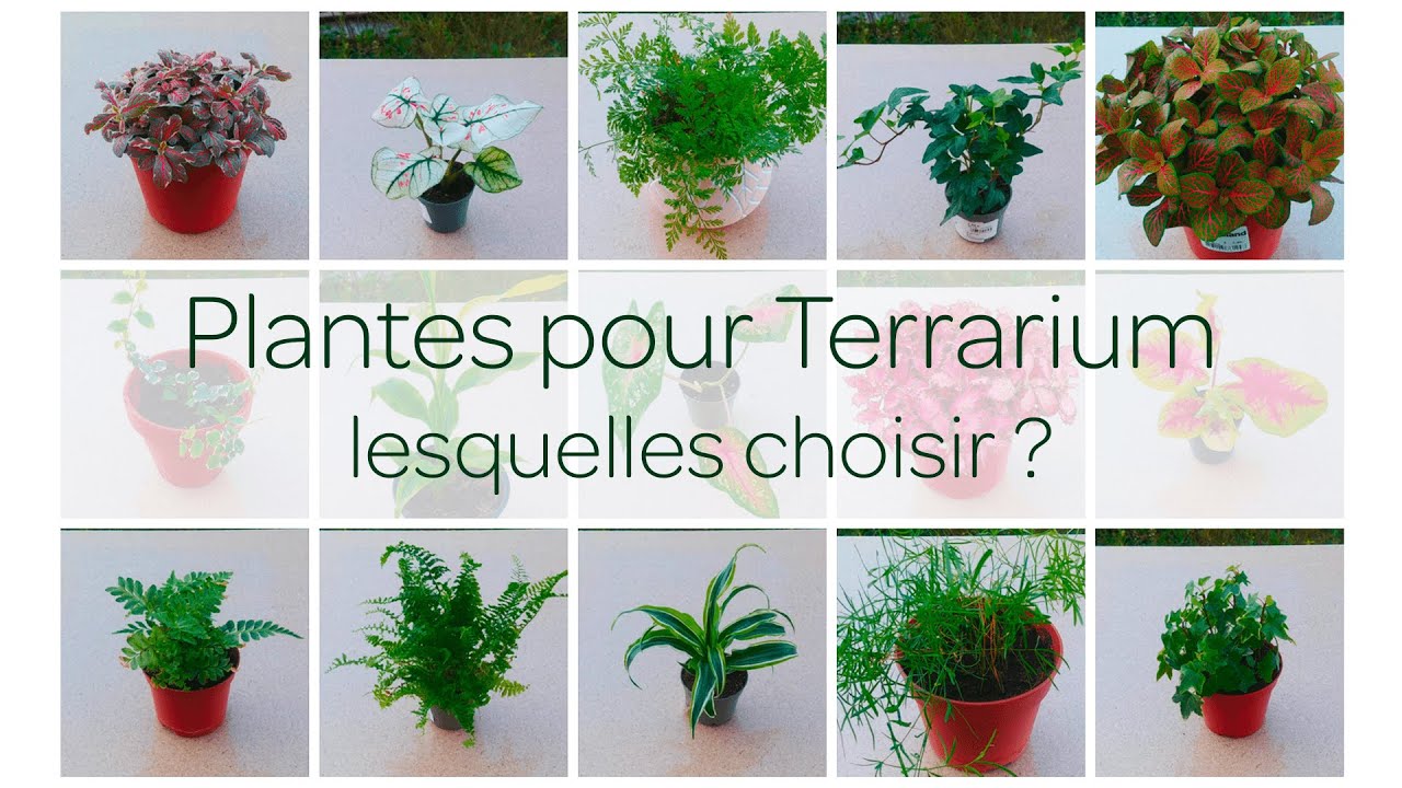 Plantes pour Terrarium : lesquelles choisir ? D-Terrariums 🌿 