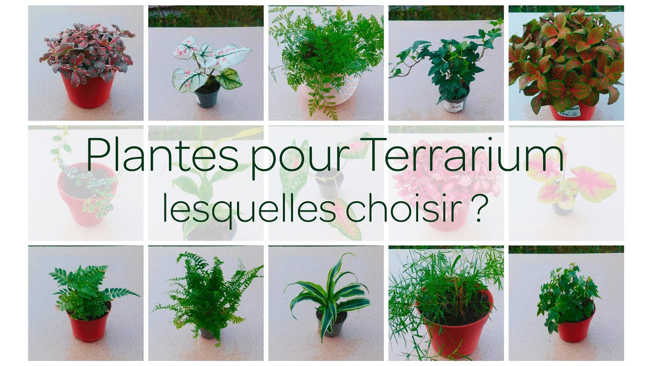 Plantes pour Terrarium : lesquelles choisir ? D-Terrariums 🌿