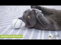 ¡Nuevo ingreso para tu gato! Pelota inteligente con luces