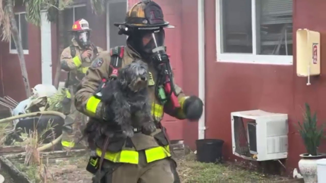 Fort Lauderdale firefighters save dog from burning home - YouTube