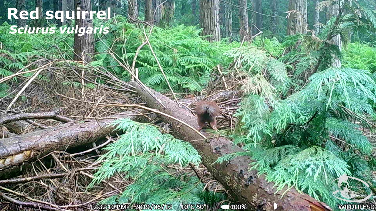 videography with iphone Camera trap update / June - Young animals in Spring