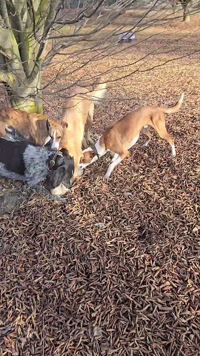 The big dogs with the fastest reflexes. #rabbithunting #ferret #dog