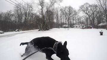 GoPro Karma Grip - Crazy Dog