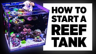 A Beginners Guide to Setup a Reef Tank
