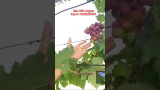 anggur everest anggur anggurimpor berkebun buah budidayaanggurimport budidayaanggur