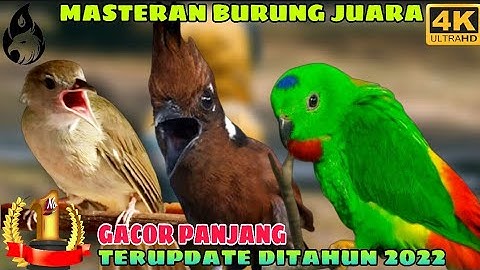 Cililin vs Kapas Tembak vs Serindit Gacor _MASTERAN JUARA MURAI KACER