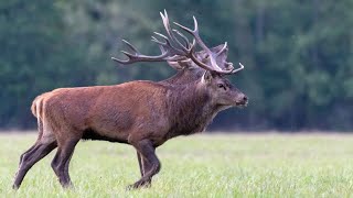 Brame du cerf 2019 - HD