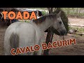 Toada cavalo bacurim cantada por Agenario e Ademir