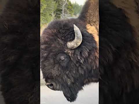 Yellowstone National Park Bison takes over Fishing Bridge #yellowstone #wildlife
