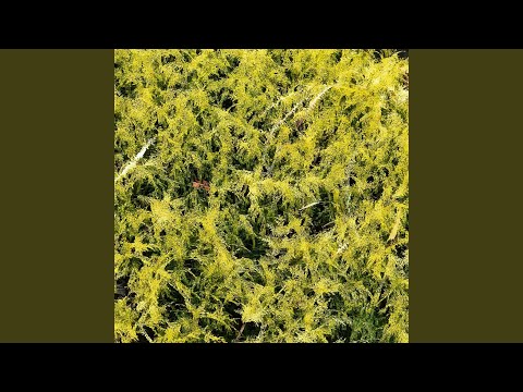 Watch Freesia on YouTube Watch Freesia on YouTube