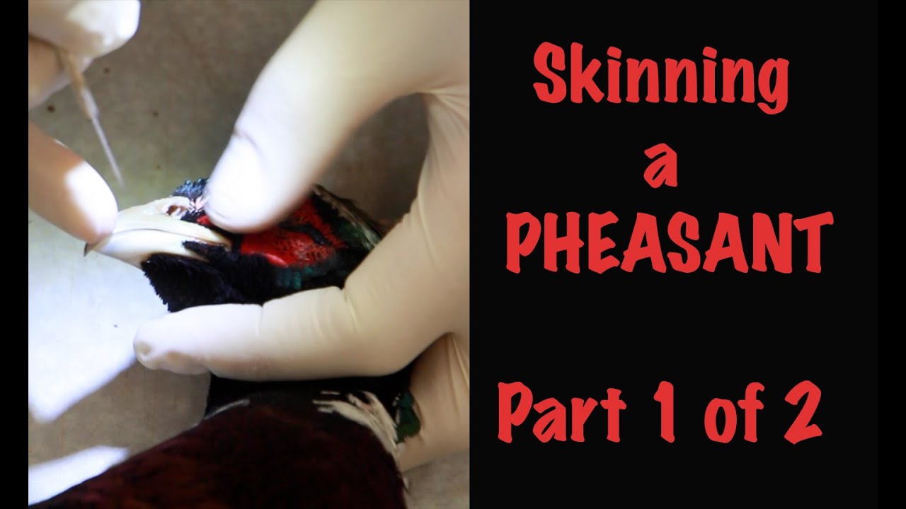 Pheasant Taxidermy...How To Skin A Pheasant For Taxidermy. Part 1 Of 2 . \