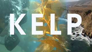 California's Disappearing Kelp