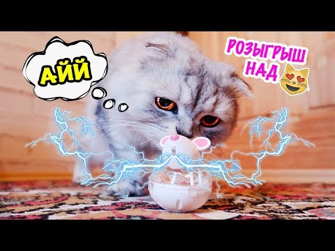 ДЕНЬ ПРАНКОВ НАД КОТАМИ! ВЕСЁЛЫЙ РОЗЫГРЫШ