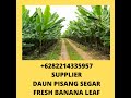 +6282214335957, SUPPLIER EKSPORTIR DAUN POHON PISANG SEGAR FRESH BANANA LEAF JOGJA