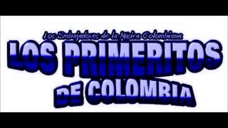 Video thumbnail of "El Baile del Gavilan En Vivo -  Los Primeritos de Colombia"