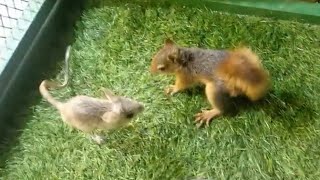 لقا سنجاب وجربوع. The world's first encounter with a gerbil and a squirrel