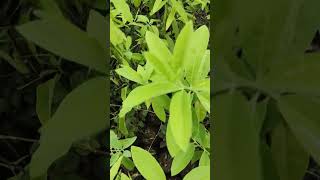 சந்தனமரம் / Sandalwood Tree / Jumma Gardening and Lifestyle