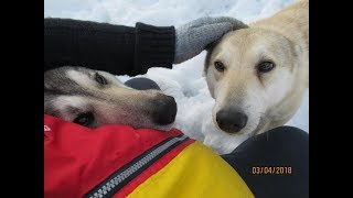 Отчитываю Тайну и Соболя.