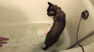 This is how I get bathed #2 | Cat Chronicles by Cat Chronicles 53 views 3 months ago 51 seconds