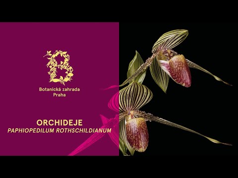 Video: Co jsou to orchideje Paphiopedilum – Jak pěstovat rostlinu orchideje Paphiopedilum