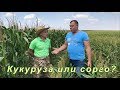 Кукуруза или сорго? | Засушливые условия