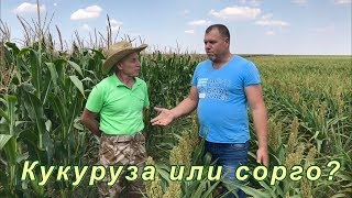 Кукуруза или сорго? | Засушливые условия
