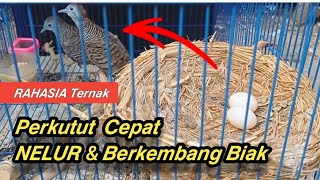 Cara Cepat Ternak Perkutut Bertelur dan Berkembang Biak || Tips Ternak Burung Perkutut