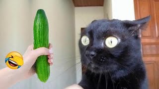 🙀 Cute! Silly cats 🐱 Funny Cats Videos 😂
