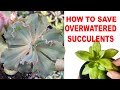 How To Save Overwatered Succulents