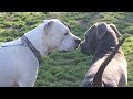 Powerful Dogs Learn to Coexist at the Dog Park