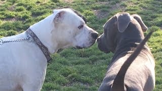 Powerful Dogs Learn to Coexist at the Dog Park