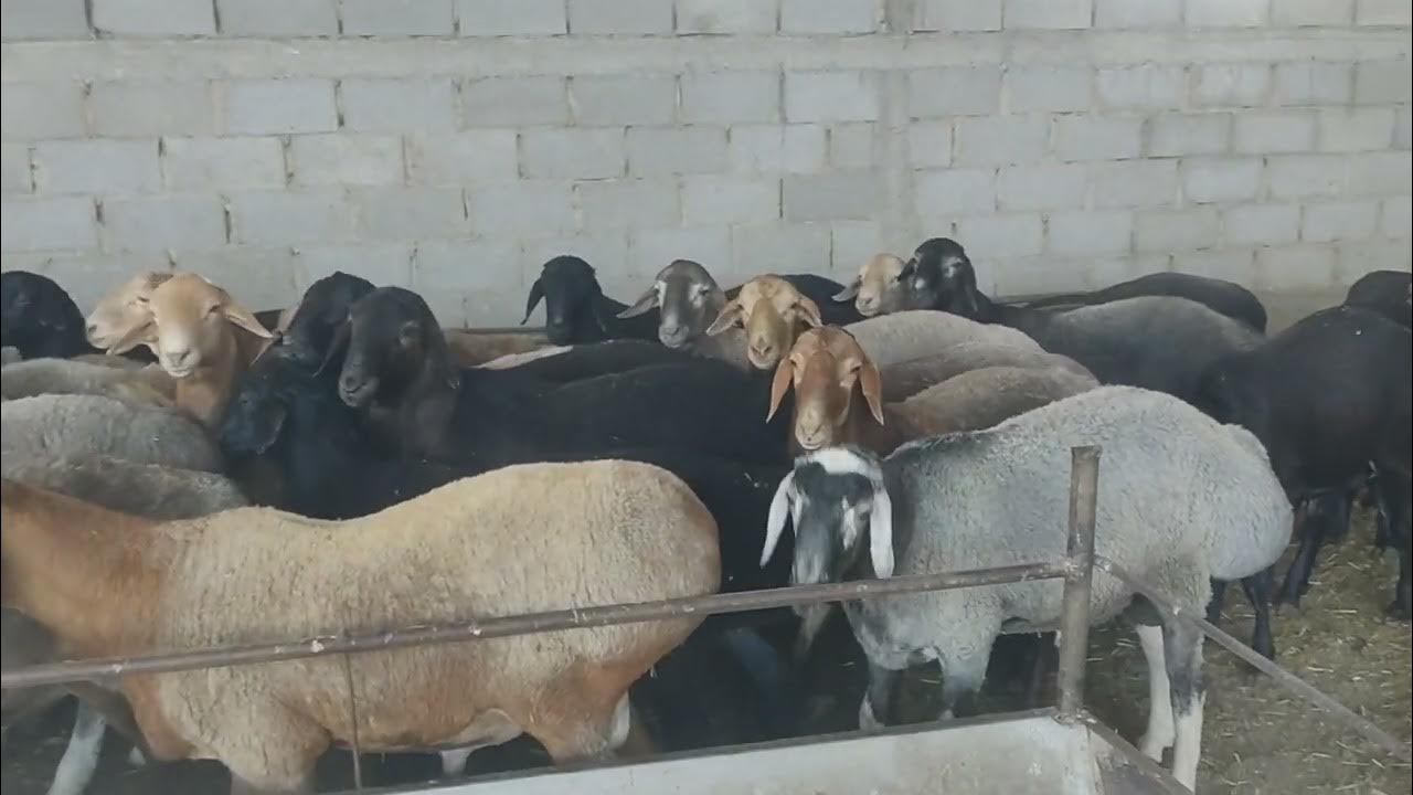 (1330) На мясо продаются жирные бараны очень много 1000 голов ...