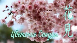 やっと花見に行ってきた!Япония: Любование сакурой, Ханами やっと花見に行ってきた!Япония: Любование сакурой, Ханами