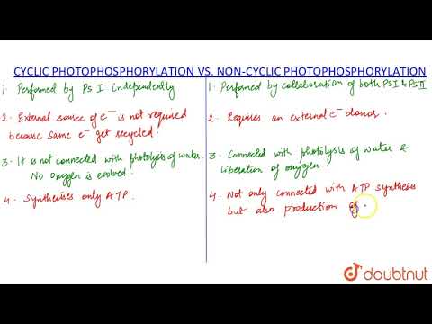 DIFFERENCE BETWEEN CYCLIC AND NON-CYCLIC PHOSPHORYLATION