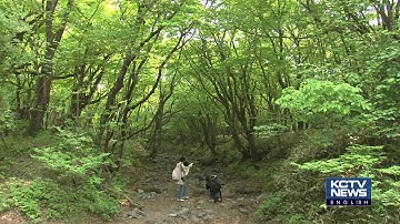 190213 KCTV Jeju English News - Jeju AtoZ (Saryeoni Forest Trail)