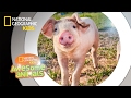 Hog Genius | Awesome Animals