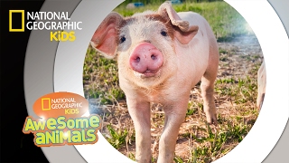 Hog Genius | Awesome Animals