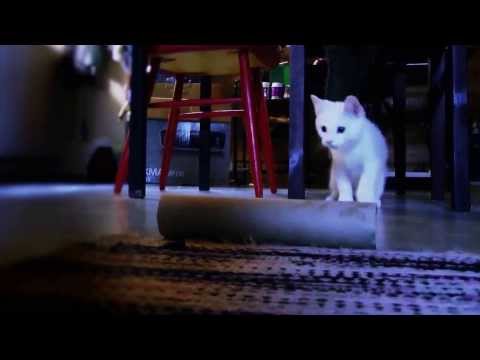 Video: Kun Kissa Tuli Taloon - Vaihtoehtoinen Näkymä