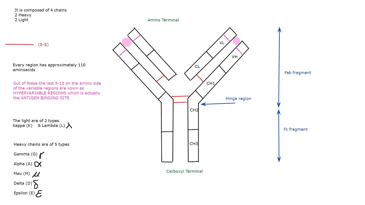 Immunity 1- Antibodies & Complement system - YouTube