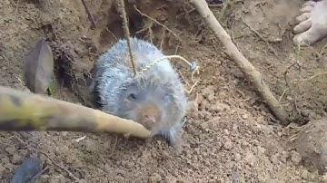 Săn bắt dúi rừng.đi đào dúi và cái kết gặp dúi khủng và món tiết canh dúi siêu khủng .. Dương vlog