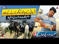 (1184) Qurbani k janwar ko ghar LANY k bad Care